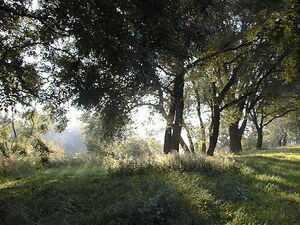 Foto Copyright: Heinz-Jürgen Herbert, www.taunusportal.de
